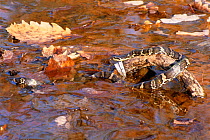 Shrenk's rat snake in water {Elaphe shrenki} Ussuriland, easten Russia