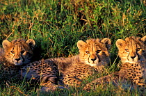 Three Cheetah cubs {Acinonyx jubatus} 3 1/2 mths, Masai Mara NR, Kenya
