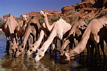 Camels drinking at oasis, Chad, North Africa