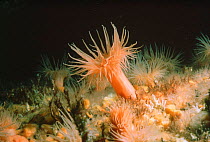 Sea anemone {Actiniaria} Antarctica. Freeze Frame book plate page 93.