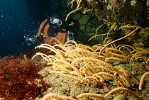 Primnoella soft coral strands, sponges + diver Antarctica