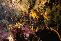 Coral landscape in sheltered crevice, Antarctica. Sponges, soft corals and starfish