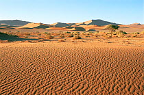 Sand dunes with ripple effect, Sossusflei, Namibia