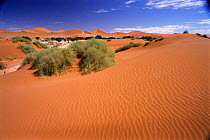 Sand dunes with wind ripple effect and oasis. Sossusflei, Namibia