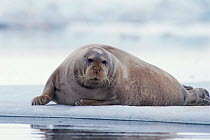 Bearded seal hauled out on on ice floe {Erignathus barbatus} Svalbard, Norway