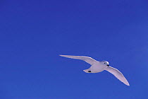 Snow petrel in flight  {Pagodroma nivea} Antarctica