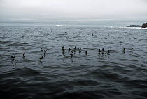 Flock of Wilson's storm petrel {Oceanites oceanicus} feeding on water, Antarctica