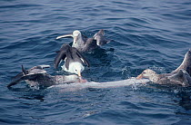 Black browed albatross (Thalassarche melanophrys) and Giant petrel {Macronectes giganteus} scavenge dead whale, Antarctica