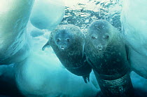 Weddell seal {Leptonychotes weddelli} adult and pup swimming under ice, Antarctica