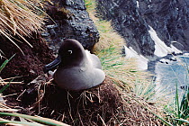 Light mantled sooty albatross (Phoebetria palpebrata) on nest, South Georgia, Antarctica