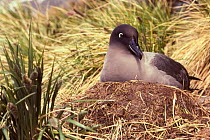 Sooty albatross on nest {Phoebetria fusca} South Georgia, Antarctica