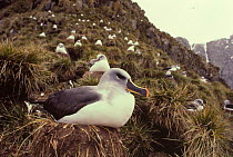 Grey headed albatross nesting colony (Thalassarche chrysostoma) South Georgia