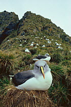 Grey headed albatross nest colony (Thalassarche chrysostoma) South Georgia, Antarctica