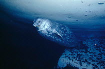 Weddell seal swims under ice {Leptonychotes weddelli} Antarctica