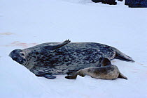 Weddell seal mother suckling pup {Leptonychotes weddelli} Signy Island, Antarctica