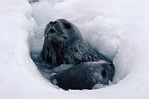 Weddell seal with pup surfacing at breathing hole in ice {Leptonychotes weddelli} Antarctica