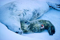 Weddell seal with newborn pup {Leptonychotes weddelli} Antarctica