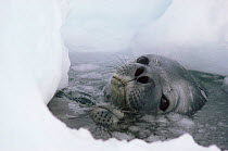 Weddell seal + pup at breathing hole {Leptonychotes weddelli} Antarctica NHU Programme