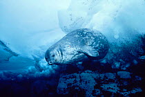 Weddell seal swims under ice {Leptonychotes weddelli} Antarctica. Weddell seals can dive to a depth of 700m!