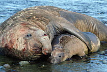 Southern elephant seal pair courtship {Mirounga leonina} Antarctica. NB Large difference in size of male and female.