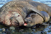 Southern elephant seal pair courtship {Mirounga leonina} Antarctica