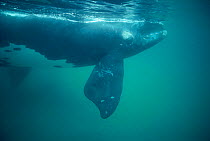 Southern right whale underwater {Balaena glacialis australis} off Peninsula Valdes, Argentina