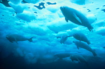 Crabeater seals under ice {Lobodon carcinaphagus} Antarctica