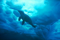 Crabeater seal under ice {Lobodon carcinaphagus} Antarctica