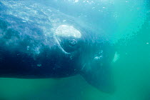 Eye of Southern right whale  {Balaena glacialis australis} Peninsula Valdez, Argentina