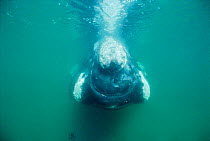 Southern right whale underwater {Balaena glacialis australis} Peninsula Valdez, Argentina