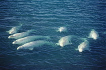 Beluga / White whale males {Delphinapterus leucas} swimming near surface, Somerset-Island, Arctic