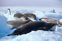 Crabeater seals on ice {Lobodon carcinaphagus} Antarctica