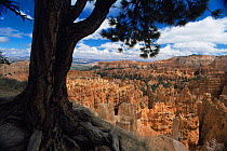 Looking out across Bryce Canyon NP with sandstone hoodoo rock formations, Utah, USA