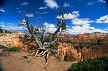 Old tree on edge of Bryce Canyon NP, Utah, USA
