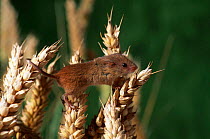 Harvest mouse balancing on corn ear {Micromys minutus} UK