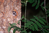 Siberian flying squirrel looking out of nest hole in tree {Pteromys volans} Finland, Europe