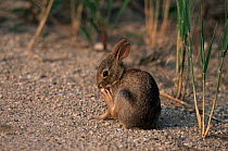 Eastern cottontail rabbit scratching {Sylvalegus floridanus} New Jersey, USA
