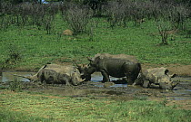 White rhinoceros {Ceratotherium simum} in mud wallow Hluhluwe, Umfolozi Park, South Africa