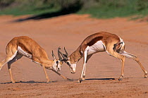 Male Springbok fighting {Antidorcas marsupialis} Kgalagadi Transfrontier Park, South Africa