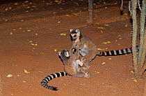 Ring tailed lemurs (Lemur catta) playing, Berentry Private Reserve, Madagascar