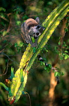 Juvenile Ring tailed lemur {Lemur catta} feeding on cactus, Berenty Private Reserve, Madagascar