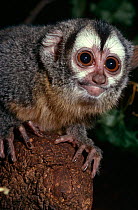 Douroucouli / Night monkey {Aotus trivirgatus} captive, from Central and South America