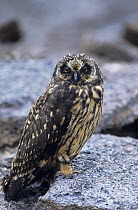 Short eared owl {Asio flammeus} perched on rock, Tower Island, Galapagos