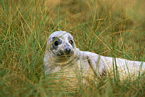 Grey seal pup in grass {Halichoerus grypus} Lincolnshire, England UK November