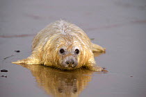 Grey seal pup on beach {Halichoerus grypus} Lincolnshire, UK