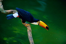 Toco toucan on branch above river {Ramphastos toco} Iguazu Falls Argentina South America