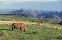 White rhino grazing {Ceratotherium simum} Kwazulu Natal, South Africa Itala NR