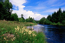 Garry River with Meadowsweet flowering on bank{Filipendula ulmaria} Highlands, Scotland, UK