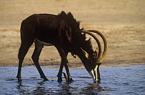 Adult Sable antelope{Hippotragus niger}  drinking at waterhole, Hwange NP, Zimbabwe