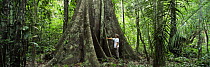 Person standing at buttress of emergent tree,  Amazon Basin, Peru, South America